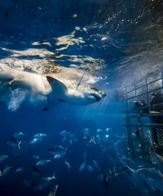 Käfigtauchen in Shark Alley